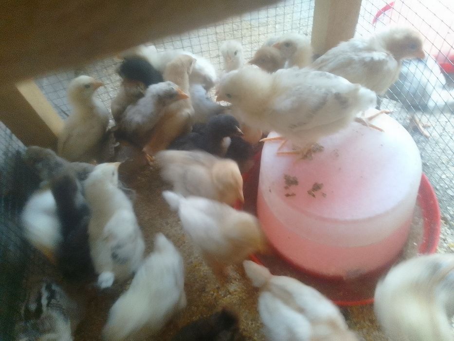 Pui de găină de țară