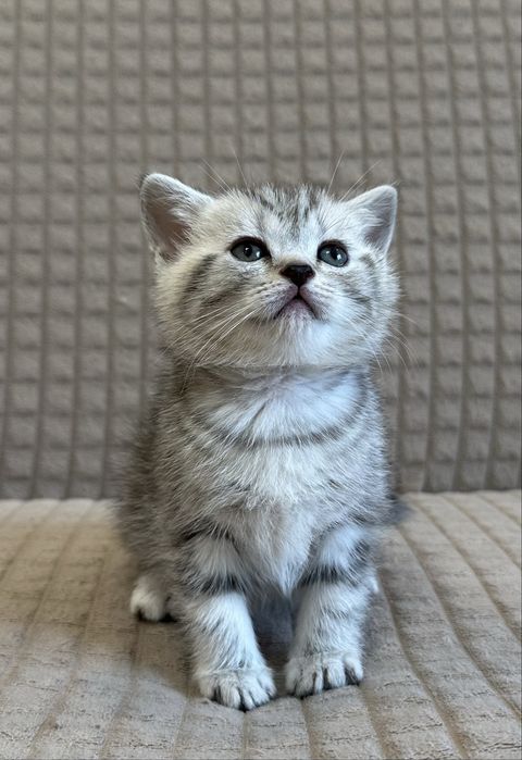 Шотландский котенок