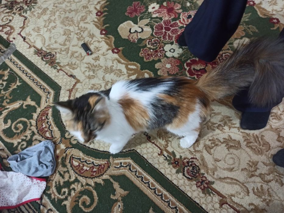 Отдам даром котят с мамой