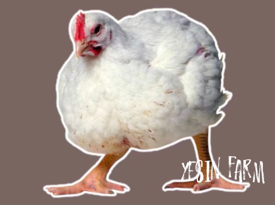 Арбор Айкресс инкубационные яйца бройлерные куры — стабильный вывод