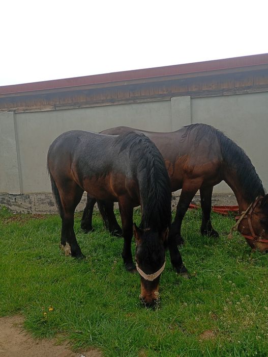 Vând mânz de un 1 cuminte nu musca nu zvârle..