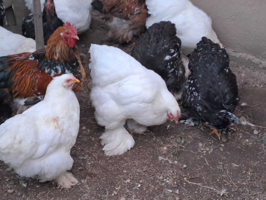 Vând găini și cocoși cochinchina