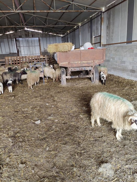 Vând oi cu miei 900 lei bucata negociabil