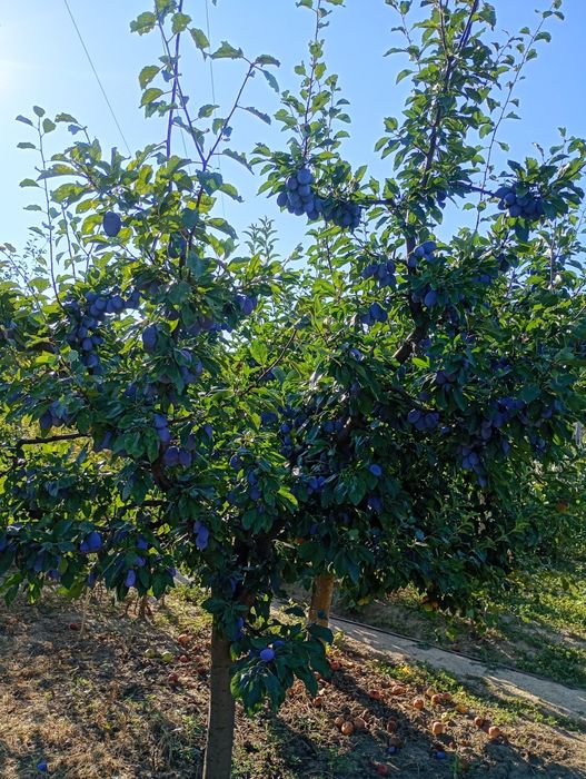 Prune de vânzare