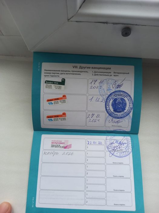 Отдам в добрые руки