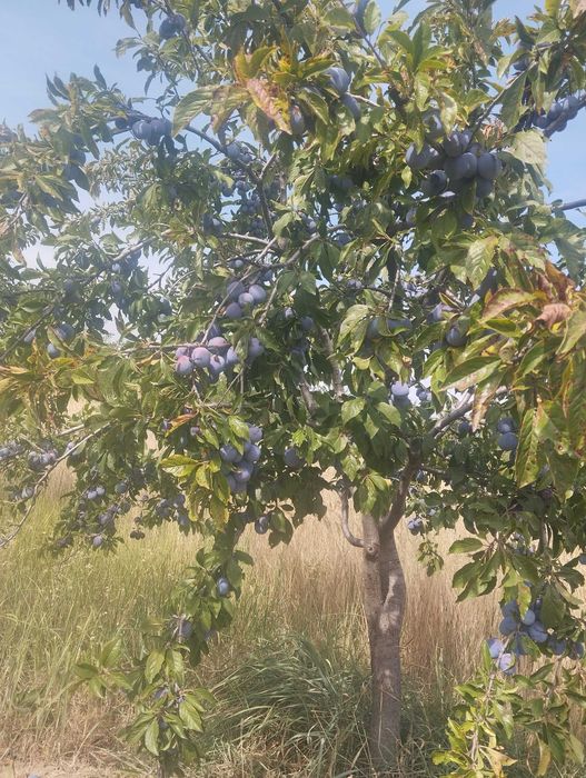 anunț de vînzare fructe
