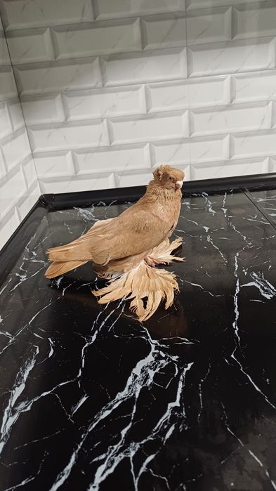 Голубь самец желтый