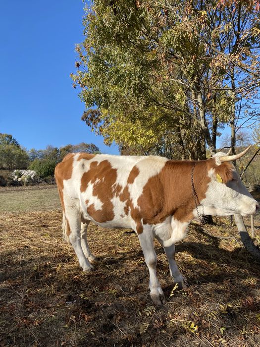 Vaca de 3 ani de vanzare