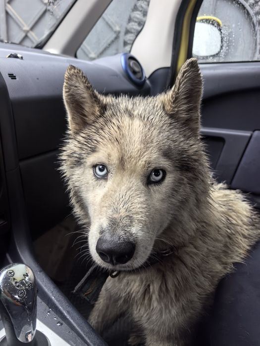 Найден пёс хаски