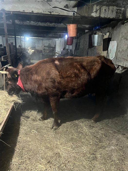 Продается корова.