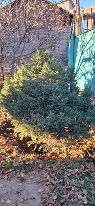 Ёлка с отличном состоянием