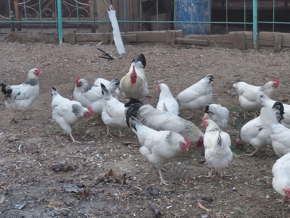 Цыплята адлер серебристый