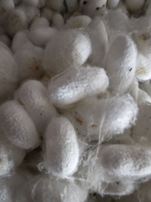 Coconi mătase naturală
