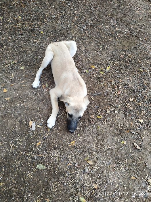 Только в любящие руки