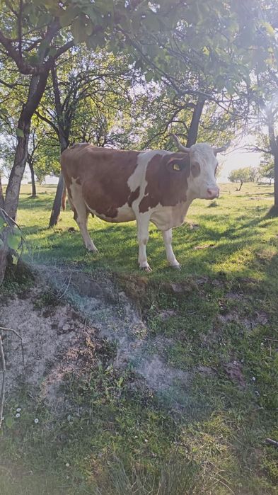 Vaca de vanzare buna de lapte