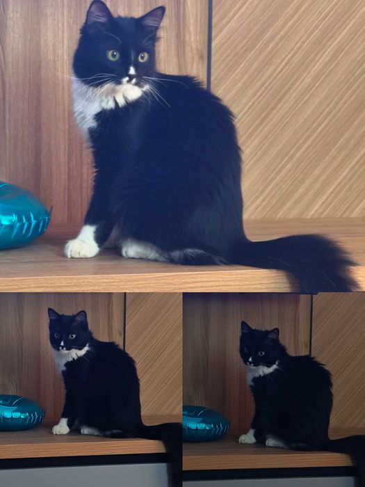 Отдам бесплатно кошечку в хорошие руки порядочным людям,