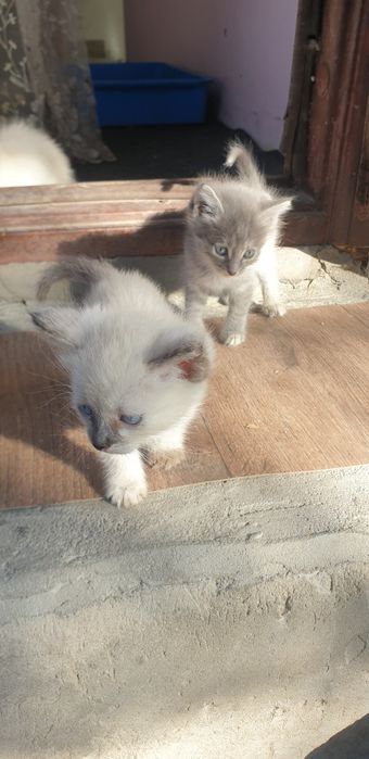 Отдам котят даром