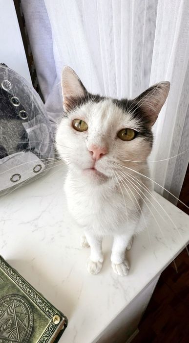 Отдам котика в добрые руки