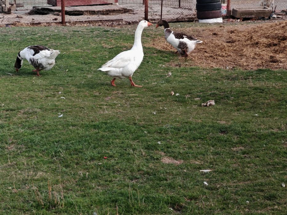 Gâscani sau perechi