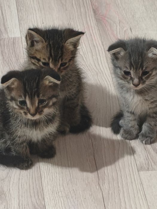 Отдам котят в добрые руки
