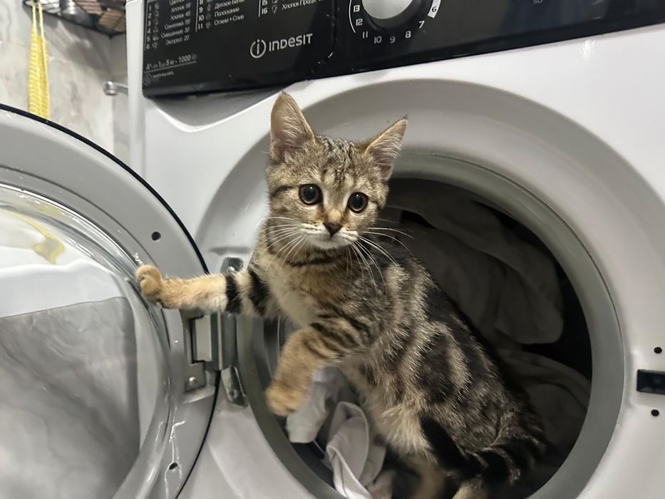 Котенок ищет любящую семью