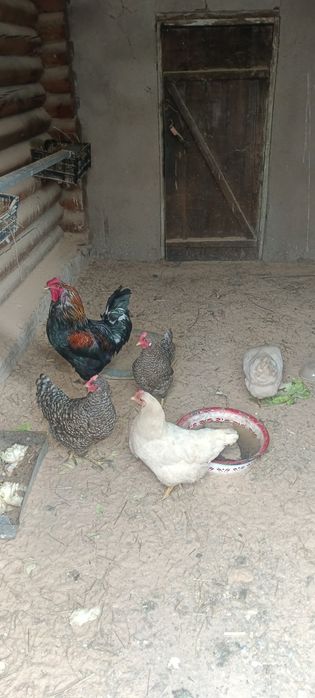 Продается семья курей
