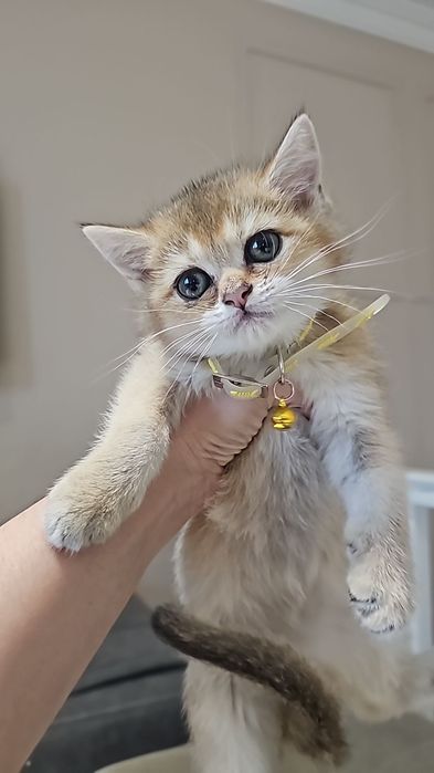 Золотая Британская Шиншила (СРОЧНО)