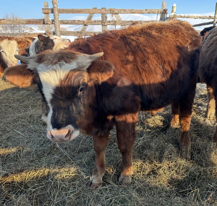 Продам бычков…….