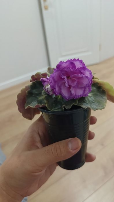 Фиалка. Девочка с веером