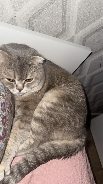 Отдам кота породистого 4 года