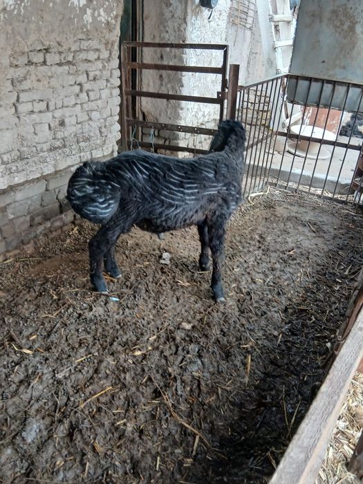 Гусар кочкар сатилади