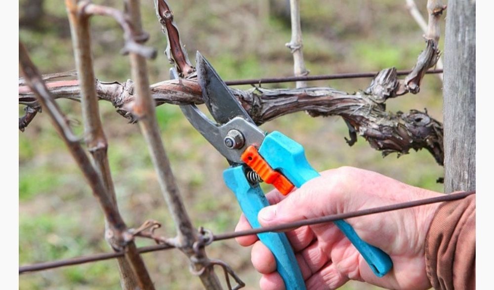 Обрезка плодовых деревьев