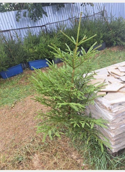 Vând brazi pentru evenimente