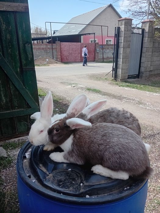 Продам кроликов породы НПВ
