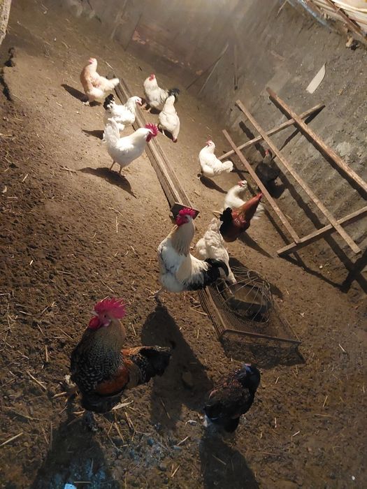 Продам инкубатор яйца