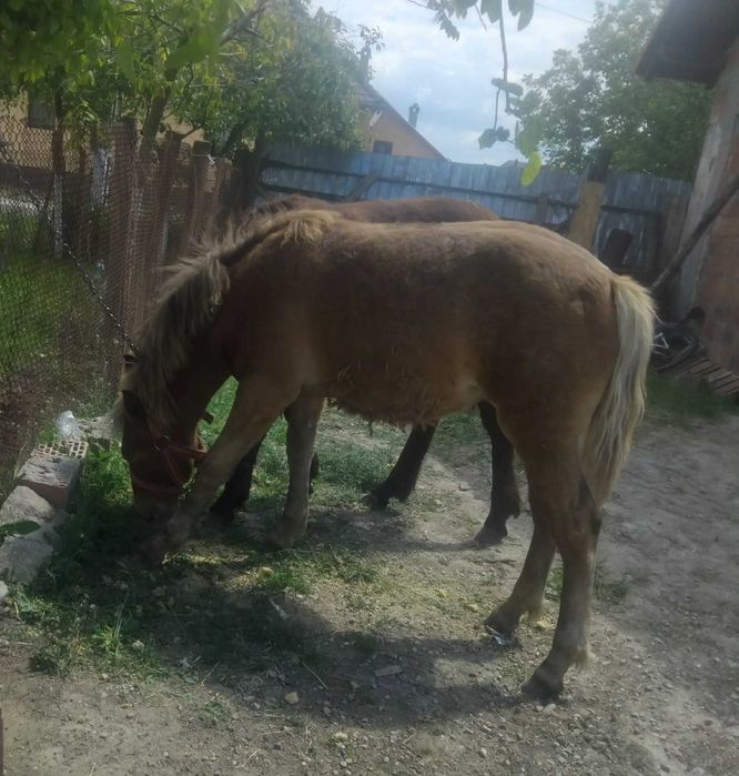 Vând 2 mânze de 7 luni