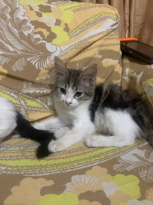 Котята отдам в хорошие руки!