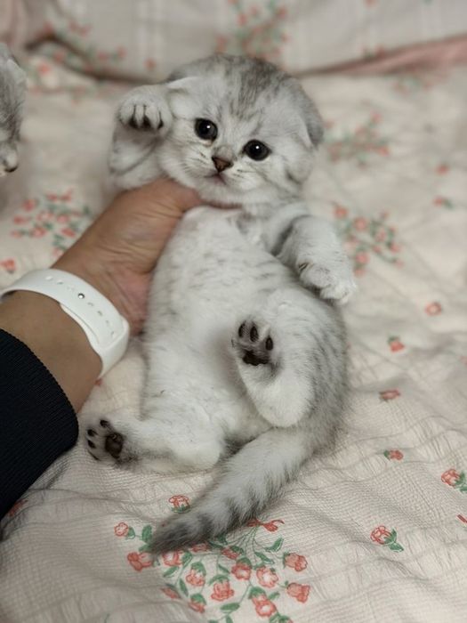 Вислоухие Шотландские котята