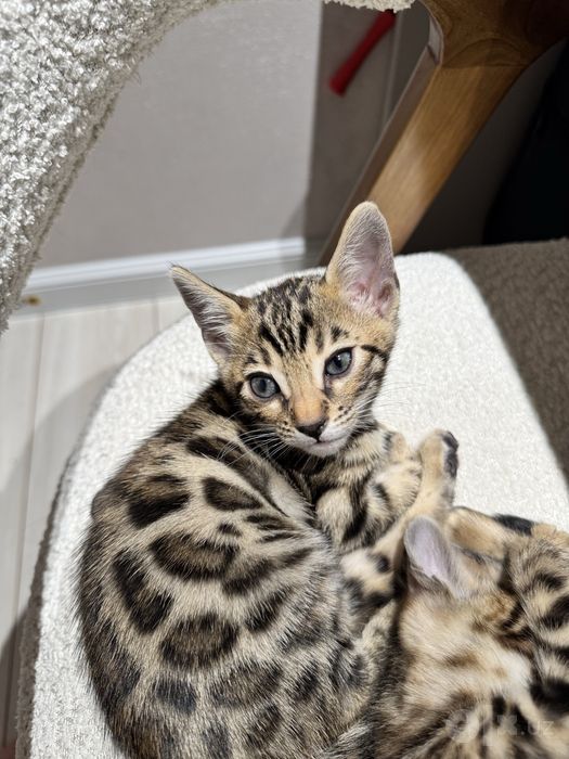 Кошки, бенгалы, котята, бенгальский