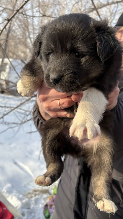 СРОЧНО ищут дом 3 щеночка-девочки