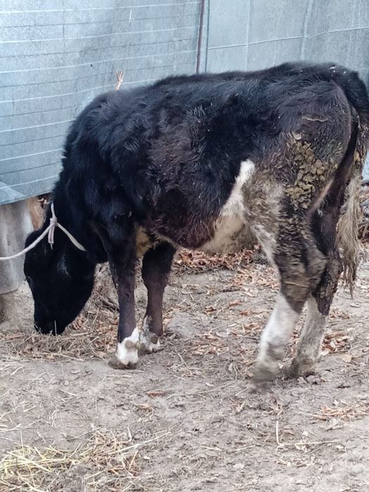 Срочно продам тёлку