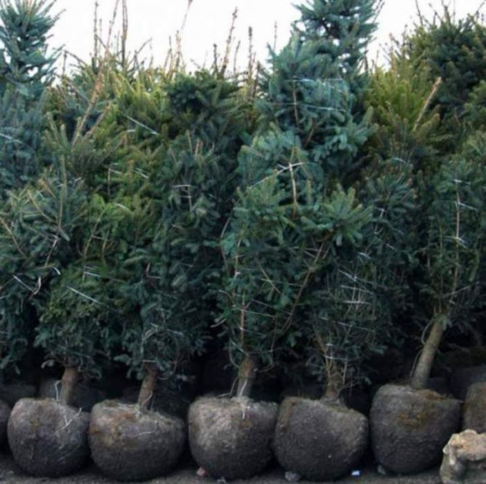 Саженцы / Цветы / Благоустройство