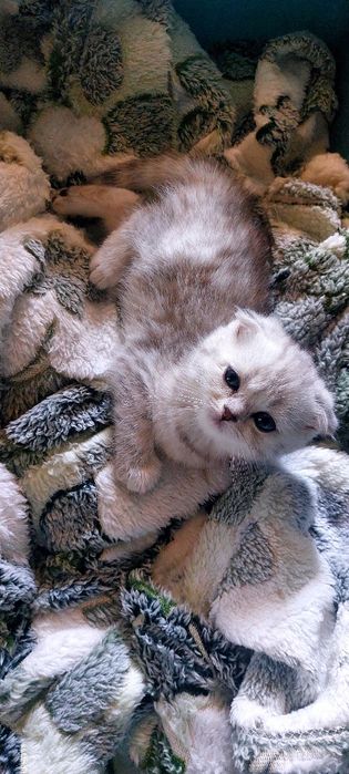 Продаю котят скоттиш фолд