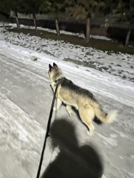 Собака хаски