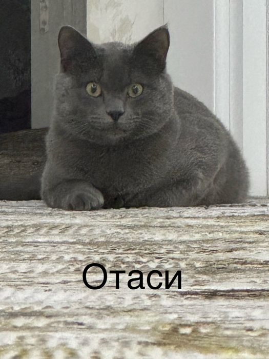 кошки скоттш страйт