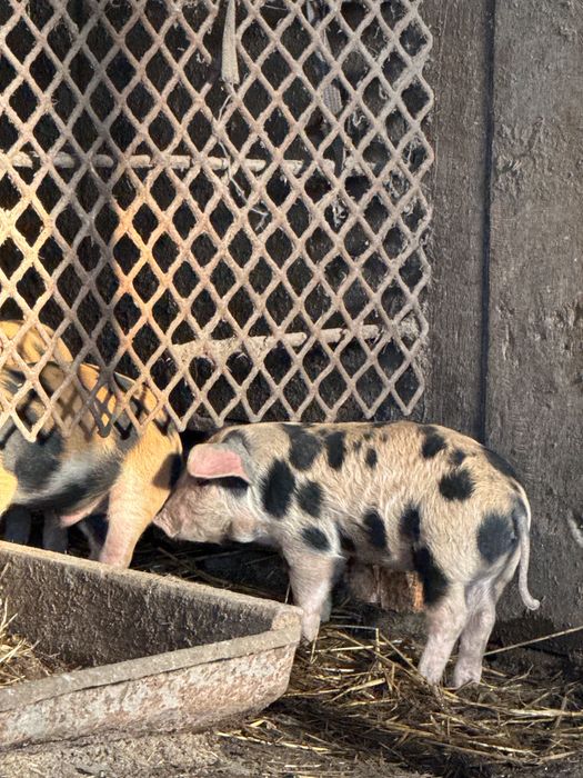 Поросята месячные