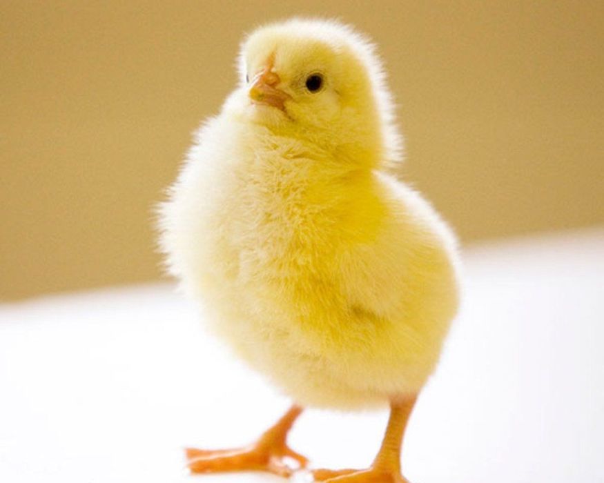 Продам цыплят