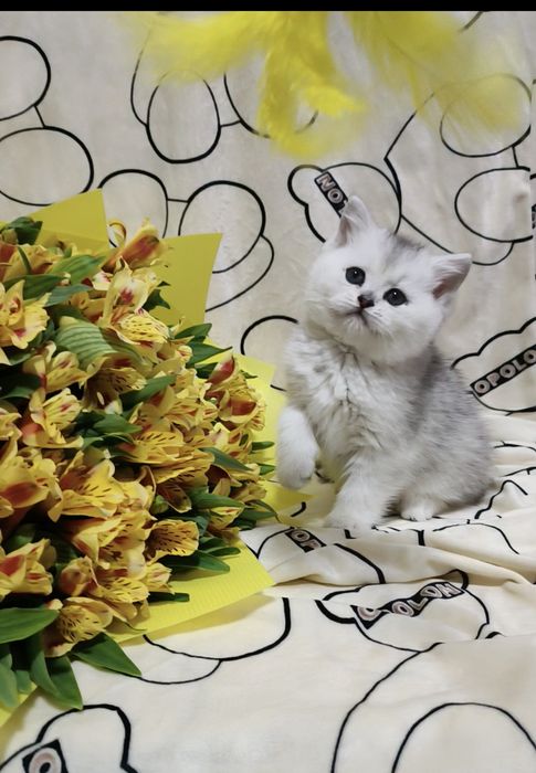 Продаётся шикарные британская девочка скоттиш-страйт