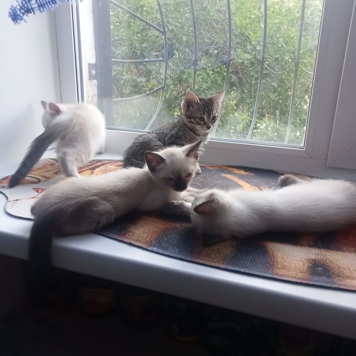 Отдам котят в надёжные добрые руки.