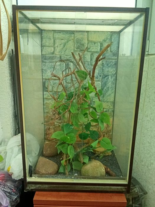Терариум для хамелиона